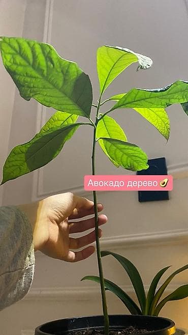 алоэ вера форевер: Спатифилум 1922 с горшком 2200 Авокадо - 922 Сансеверия 522 с горшком — 3