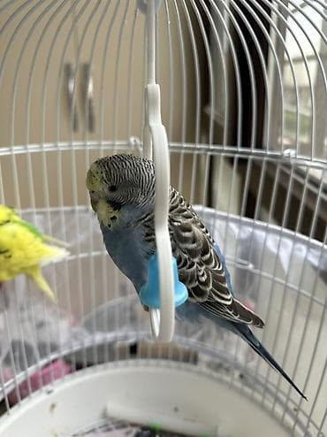 chi su: Волнистые попугаи с аксессуарами - Описание: пара волнистых — 1