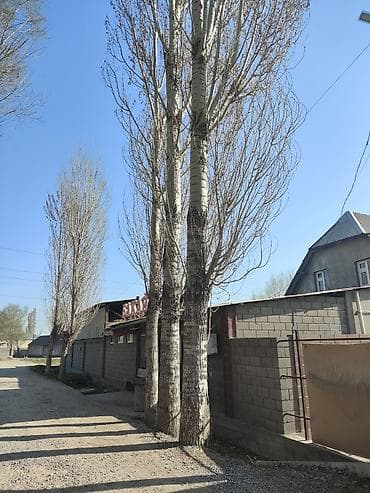 павлония дерево: Топол теректер сатылат жоондугу примерно 500-600 диаметр ичкелери дагы — 3