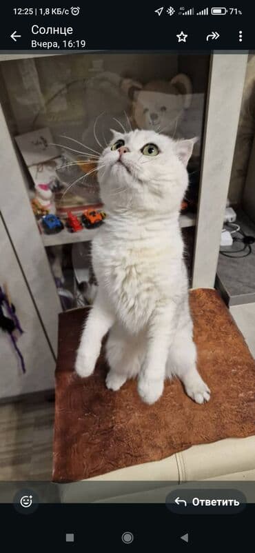 tuxedo порода кошек цена: Скотиш Фолд (Шотландская вислоухая), 2 года, Мальчик, Серебристая шиншилла, Приучена к лотку — 3