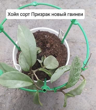 эвелины цветы: Продаю Хойя горшки двойные — 5