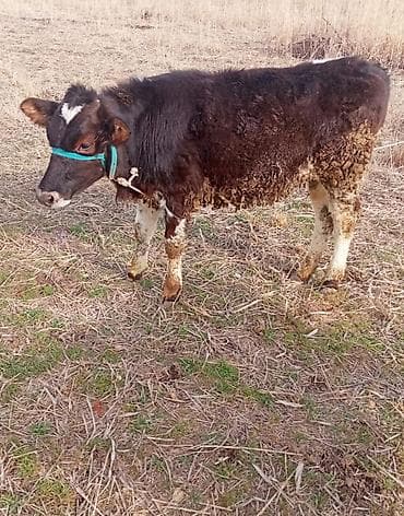 голштин телята: Продаю | Тёлка | Голштин | Для разведения, Для молока — 1