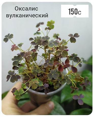 саженцы в оше: Комнатные растения: традесканция Пинк Парадайз (Pink Paradise) — 4