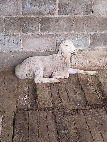 кошка беловодск: Сатам | Козу | Көбөйтүү үчүн | Асыл тукумдуу — 2