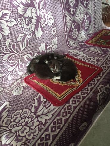 договорная кошка даром британская короткошёрстная 1 год мальчик метис 2 позвонить написать: Котята от домашней кошки с вислыми ушками (на фото мама). Окрас у — 9