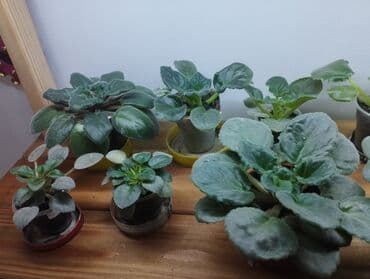 аэратор для рыб: Продаю фиалки есть детки — 5