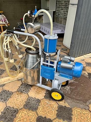 будка бу: Продаю | Корова (самка) — 2