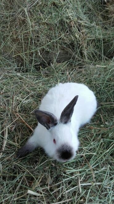 декоративные заборы: Кролики — 18