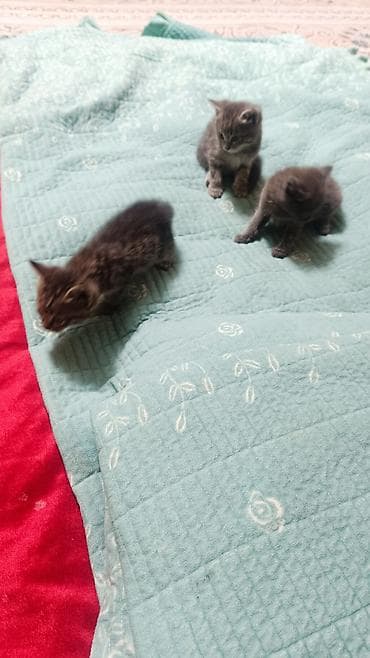 Үй жаныбарлары: Отдом бесплатно кошку доброе руки — 2