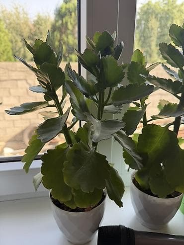 Дом и сад: Комнатное растение каланхоэ (Kalanchoe blossfeldiana) за цену горшка — 1
