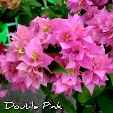 бугенвиля: Продаю детки (укорененные черенки) Бугенвиллии.Цена 200-300с за штуку — 4