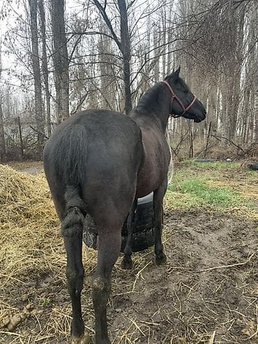 голубая рыбка: Продаю | Конь (самец), Жеребец | Рабочий | Мерин — 6