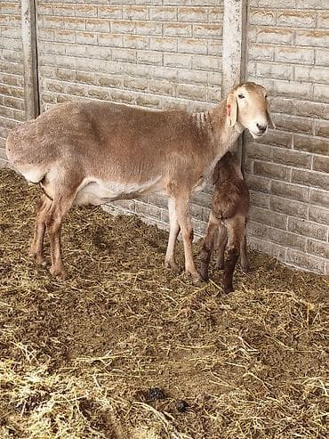 беркут птица: Продаю | Овца (самка) | Для разведения | Матка — 2