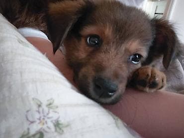 собаки самки: 🐶 Ищет любящий дом очаровательная девочка! ❤️ Возраст — 2 месяца — 5