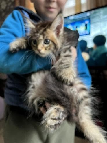 коты белый: Мейн-кун, 2 месяца, Девочка, Приучена к лотку, Проглистована, С документами — 2