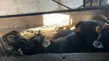 той терьер бишкек: Продаю | Тёлка | На откорм, На забой, Для разведения | Привязанные — 2