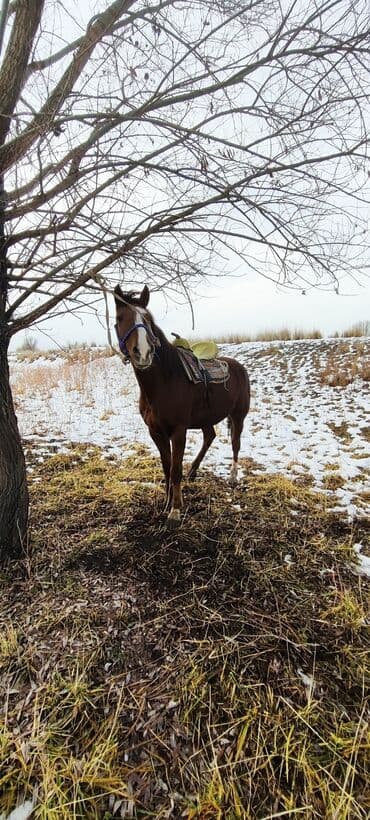 о шамо короз: Сатам | Жылкы (эркек), Байтал | Аргын, Першерон, Дончак | Көбөйтүү үчүн, Жумушка, Ат спорту | Асыл тукумдуу — 1