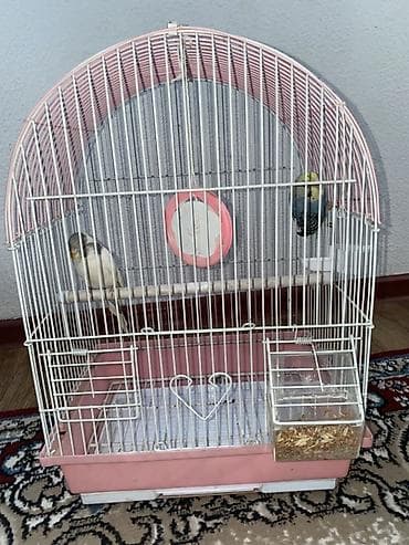 купить ожереловый попугай: Клетка для мелких птиц - Форма: купол с округлой крышей - Цвет — 1