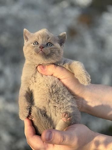 Скотиш Страйт (Шотландская прямоухая), 1 месяц, Девочка, Приучена к лотку, Проглистована