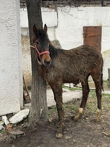 Продаю | Жеребенок | Рабочий