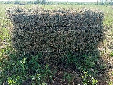 село клевер: Продаю 1кос клевер,с поля 220сом — 2