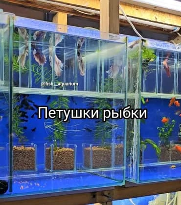 Рыбки петушки Самцы Дамбо и другие цены разные Могут жить без