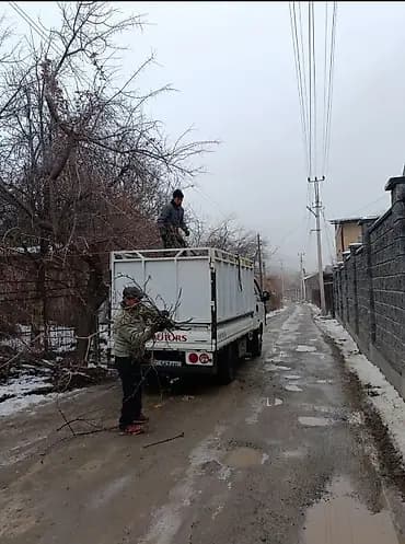 Уборка территории, Уход за деревьями