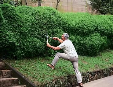 Профессиональная стрижка живых изгородей и кустарников - Формовочная