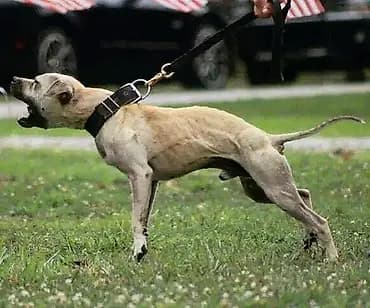 Питбуль рр 11 месяцев кабель родословный