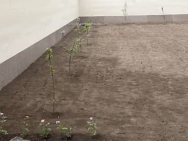 Аймактарды жыйнап тазалоо, Бак-дарактарга кам көрүү