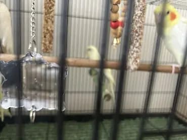Продам 3 попугаев ( 2 Корелла и 1 волнистый) все на фото. В комплекте