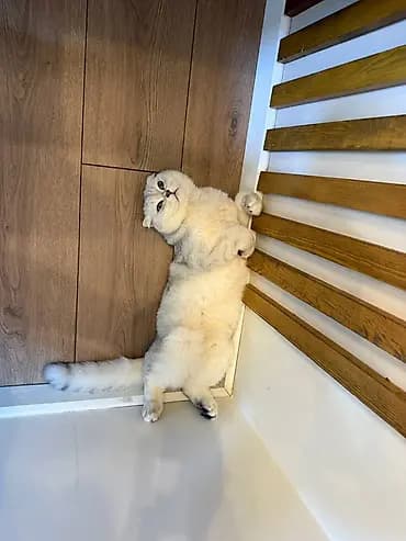 Продается котик 1 год Привитый, Проглистованный, Кастрированный