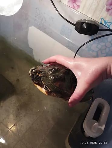 Продам желтоухую черепаху Крупная, активная. Есть фильтр, на днях