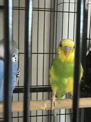 Попугай 🦜 2 штук и 2 клетка