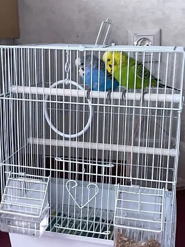 Продаются два волнистых попугая 🦜🦜 Предположительно оба мальчики
