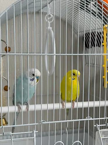 Продаю попугая показ только вечером после работы 19:00