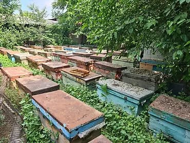 Продам пасику, 50~ семей, цена за семью. подготовлены к сезону