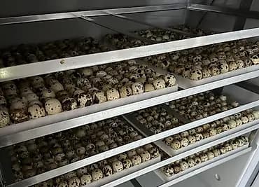 Инкубационное яйцо перепелов