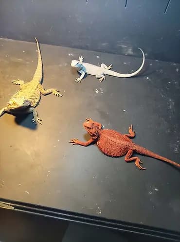 Бородатые агамы (Pogona vitticeps) — яркие морфы Описание: - Домашние