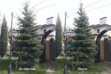 Уборка территории, Уход за деревьями