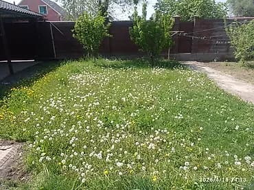 Аймактарды жыйнап тазалоо, Башка, Бак-дарактарга кам көрүү