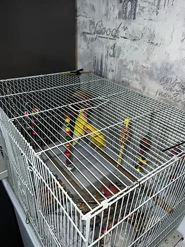 Клетка для мелких и средних птиц с комплектом аксессуаров