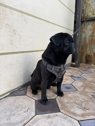 Продаётся щенок мопса (чёрный) Породистый щенок мопса чёрного окраса