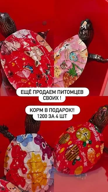 Акватеррариумные черепахи с разукрашенными панцирями (декор). Разные