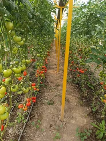 Теплица, предназначенная для выращивания различных