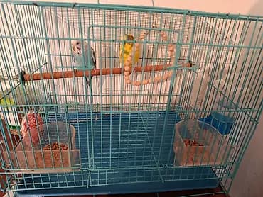 Продаю волнистых попугаев с клеткой и аксессуарами - Материал