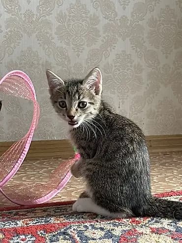 Ищу ответственных добрых людей Котята приручены к лотку очень игривые