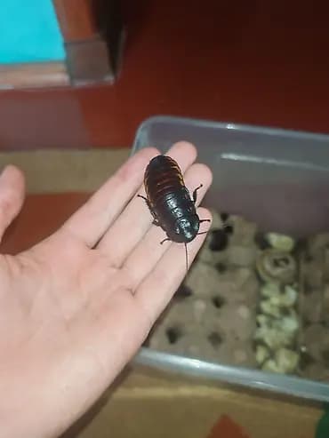 Мадагаскарские шипящие тараканы (Gromphadorhina portentosa) Размер
