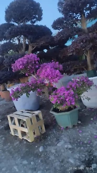 Талап кылынат Идиш жуучу, Төлөм: Ай сайын