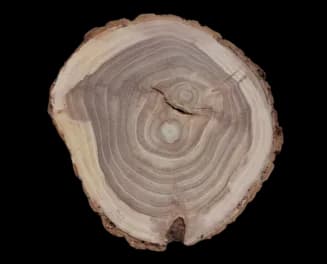 Карагач (Вяз)